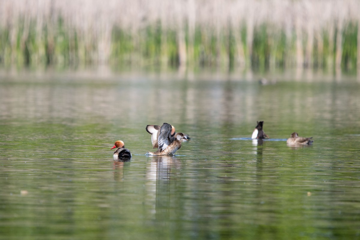 rødhodeand - ML635377324