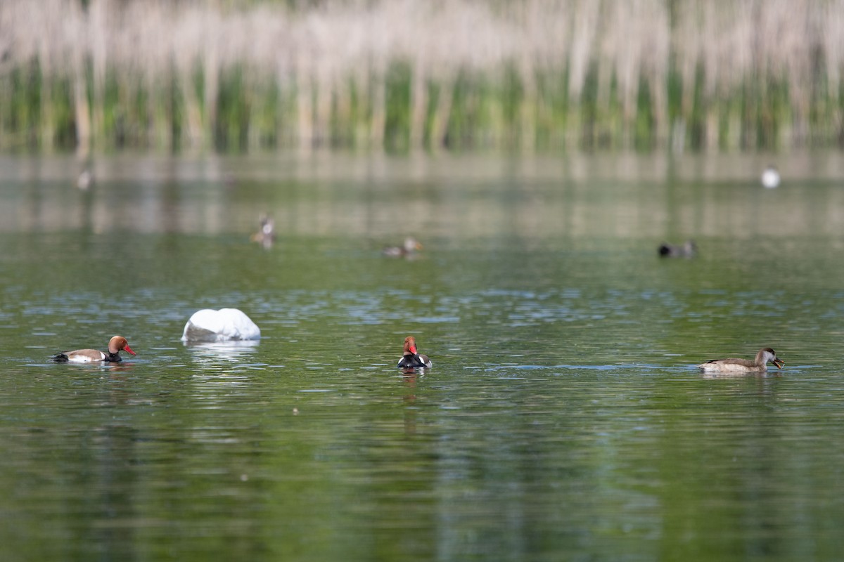 rødhodeand - ML635377325