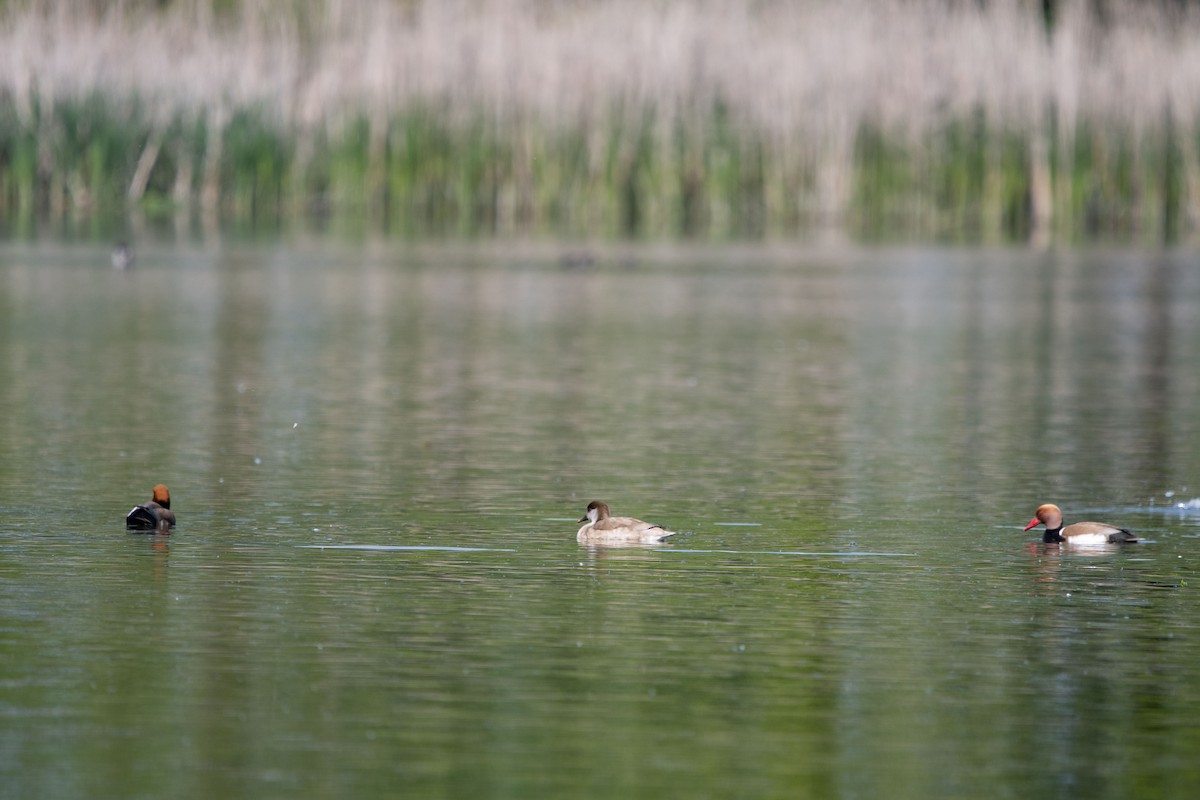 rødhodeand - ML635377326