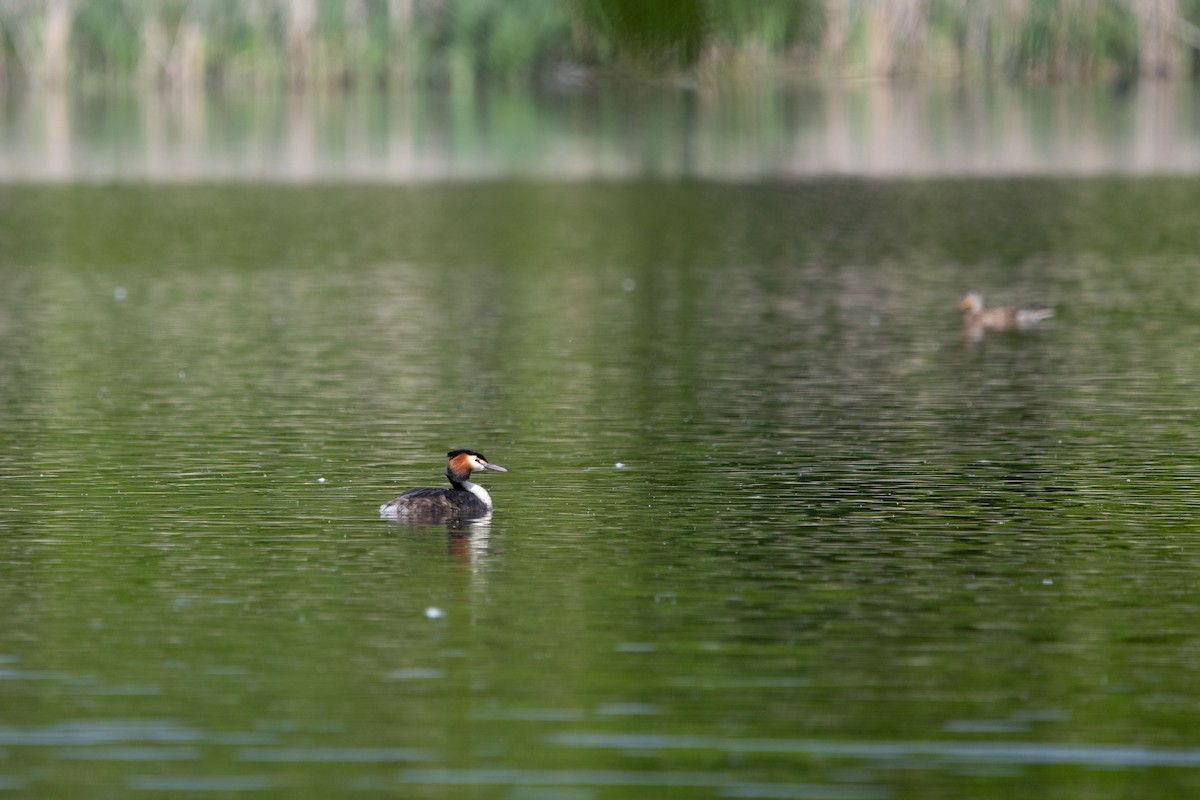 toppdykker - ML635377350