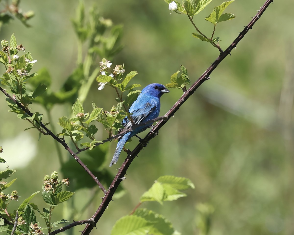 Passerin indigo - ML635377367