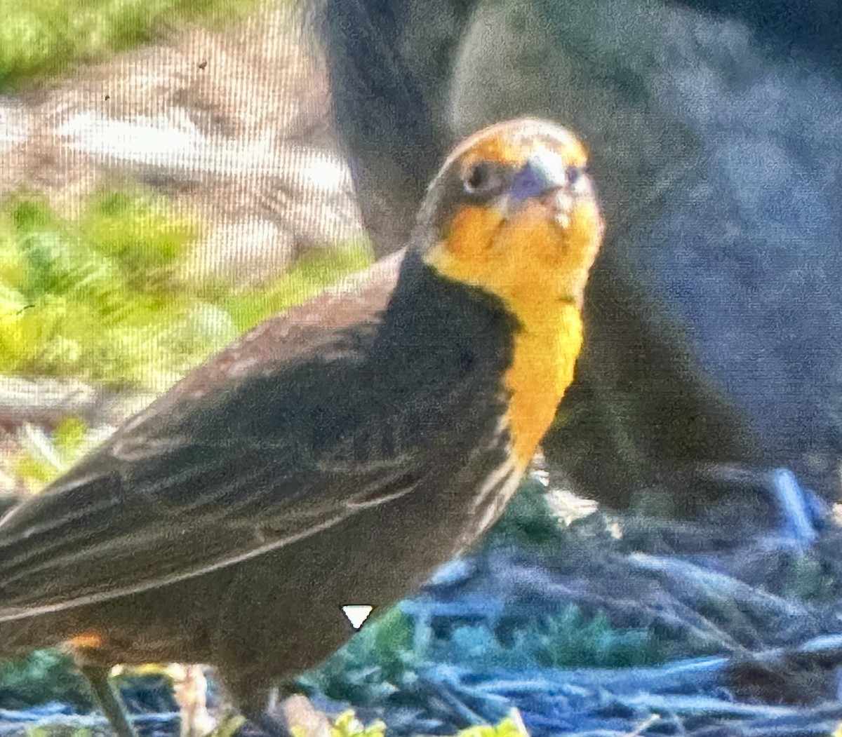 Yellow-headed Blackbird - ML635377369