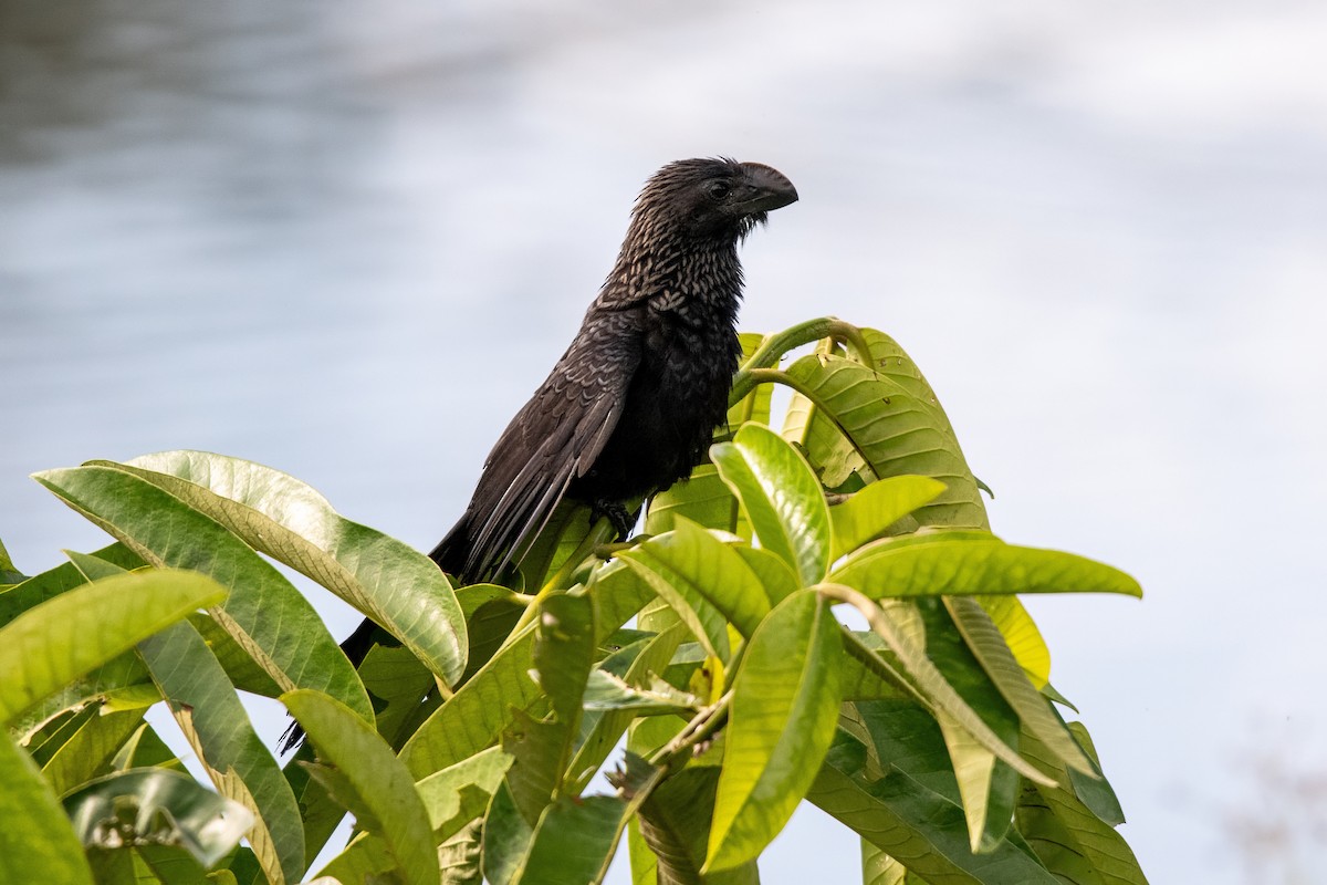 Smooth-billed Ani - ML635377428