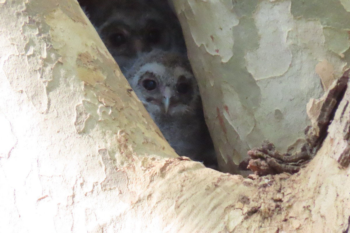 Tawny Owl - ML635377473