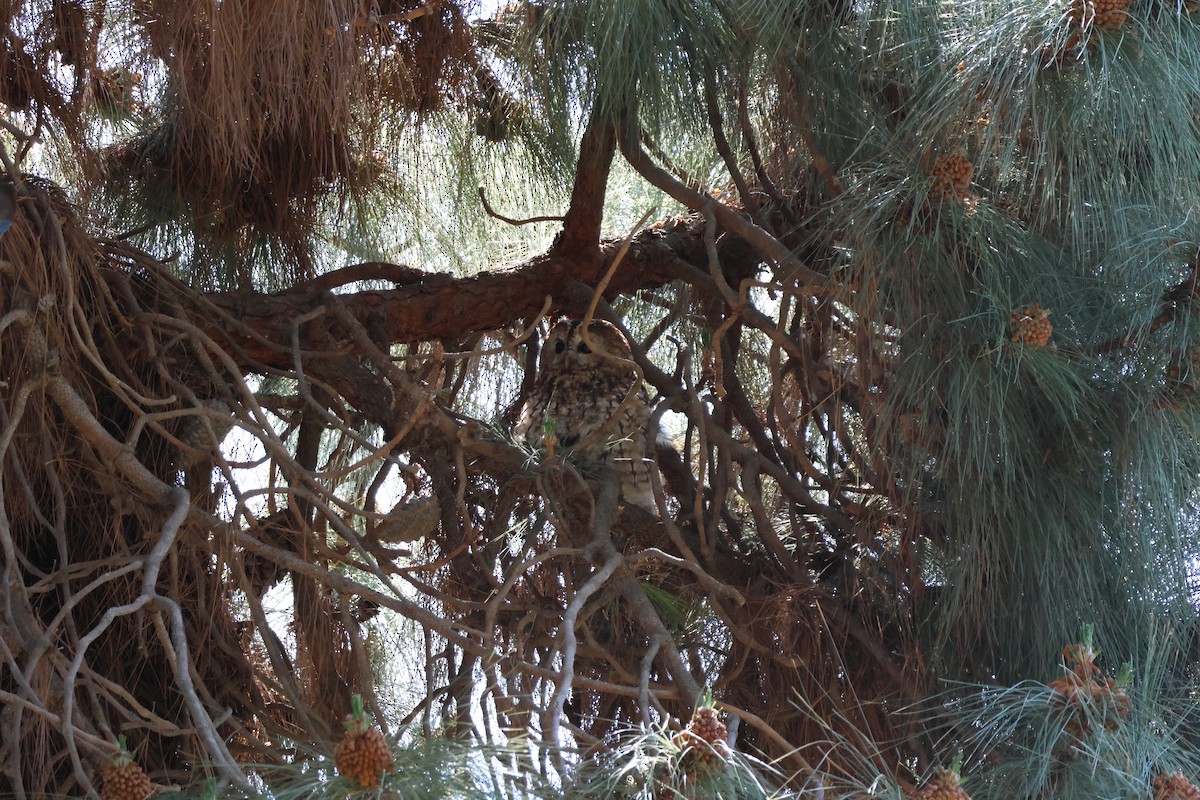 Tawny Owl - ML635377475