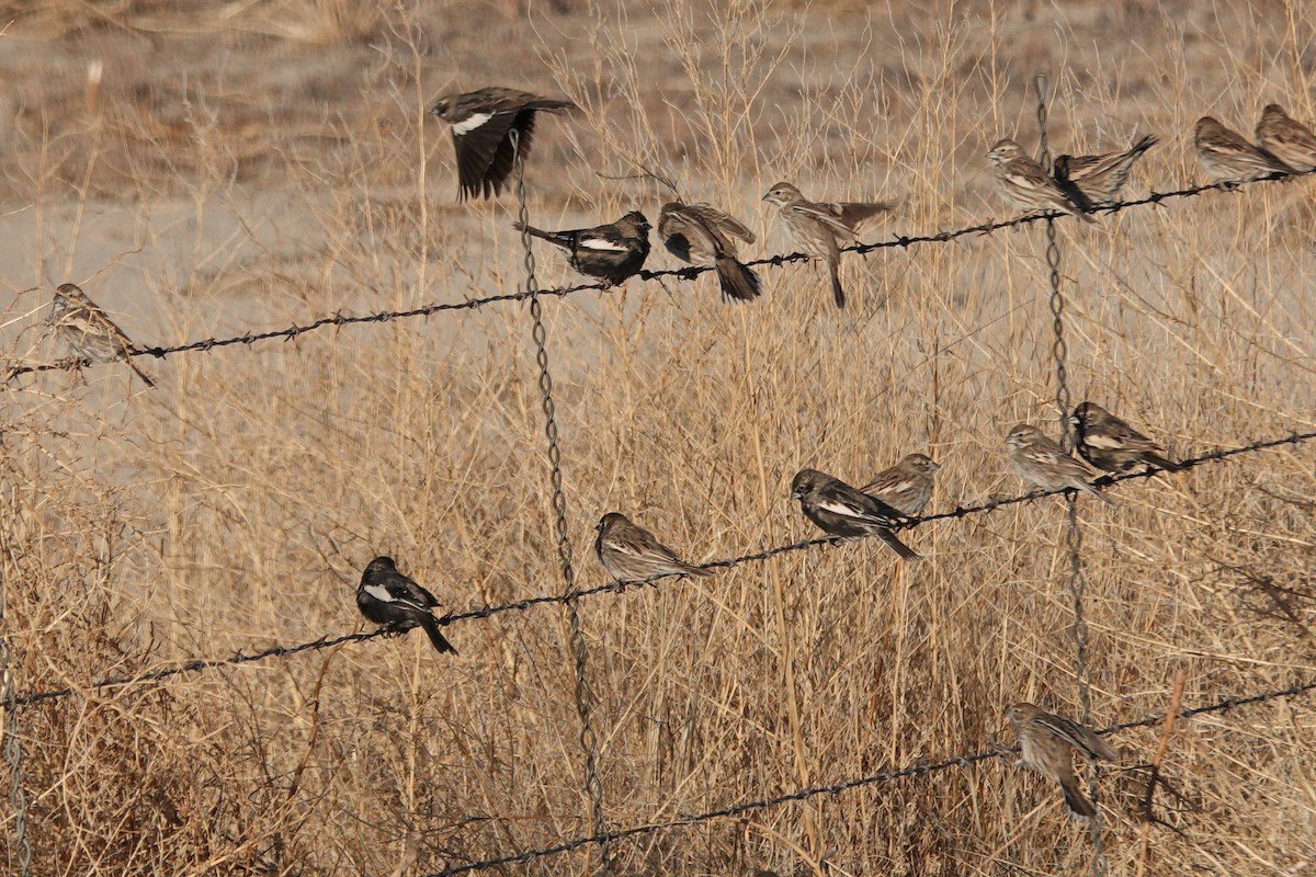 Lark Bunting - ML635377494