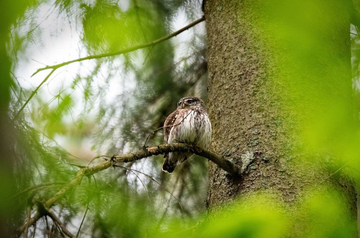 Eurasian Pygmy-Owl - ML635377535