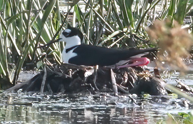 Black-necked Stilt - ML635377538