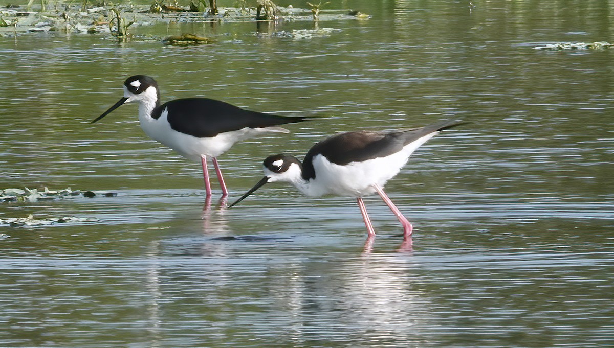 Black-necked Stilt - ML635377539