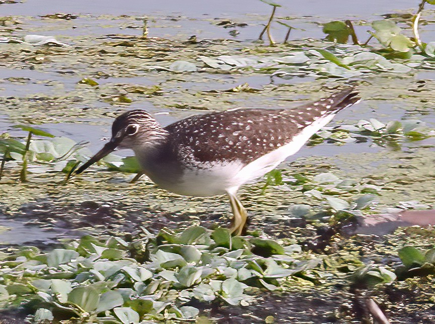 Solitary Sandpiper - ML635377570