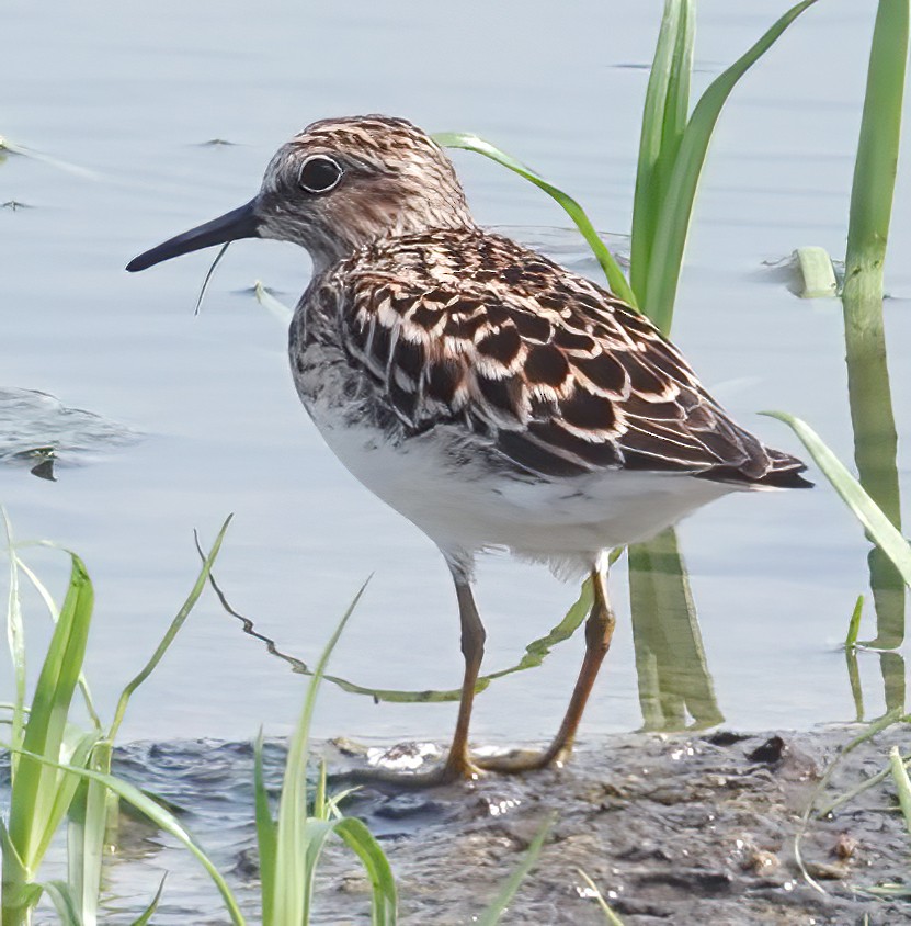 Least Sandpiper - ML635377597