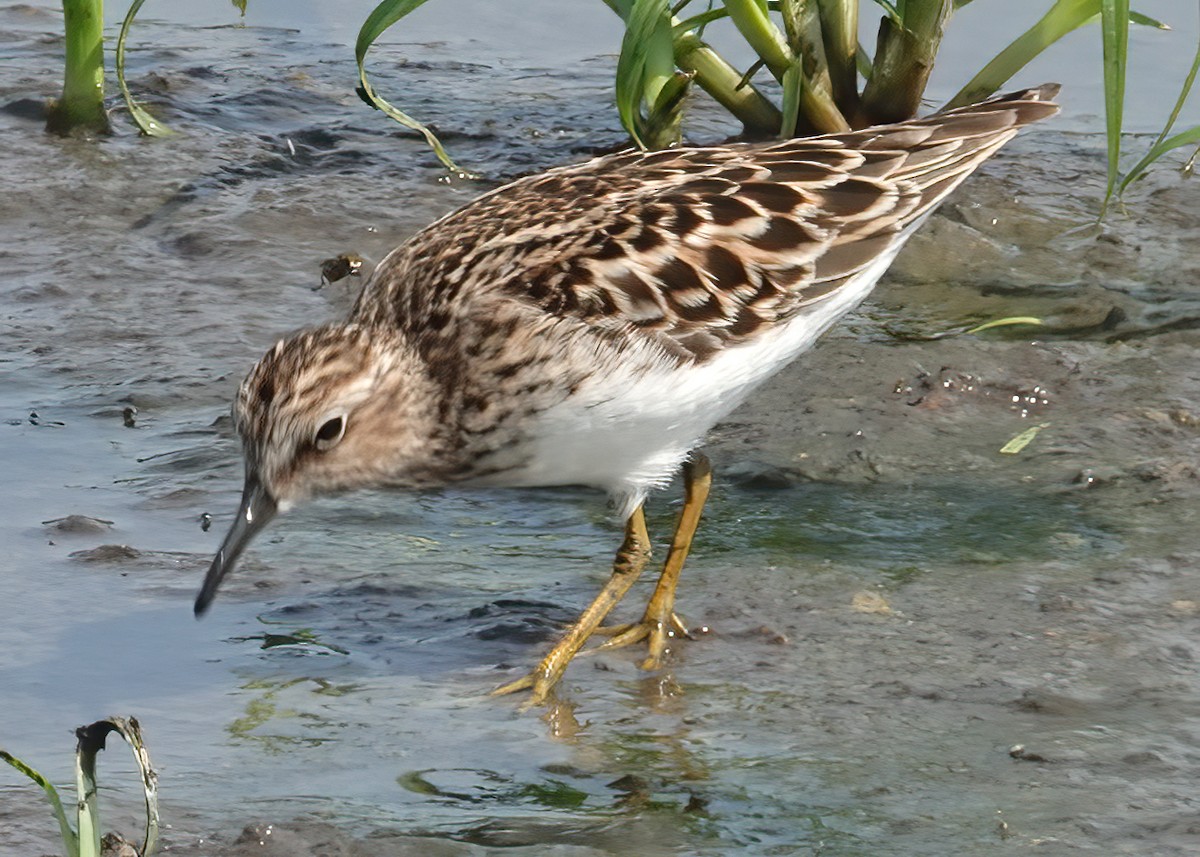 Least Sandpiper - ML635377598