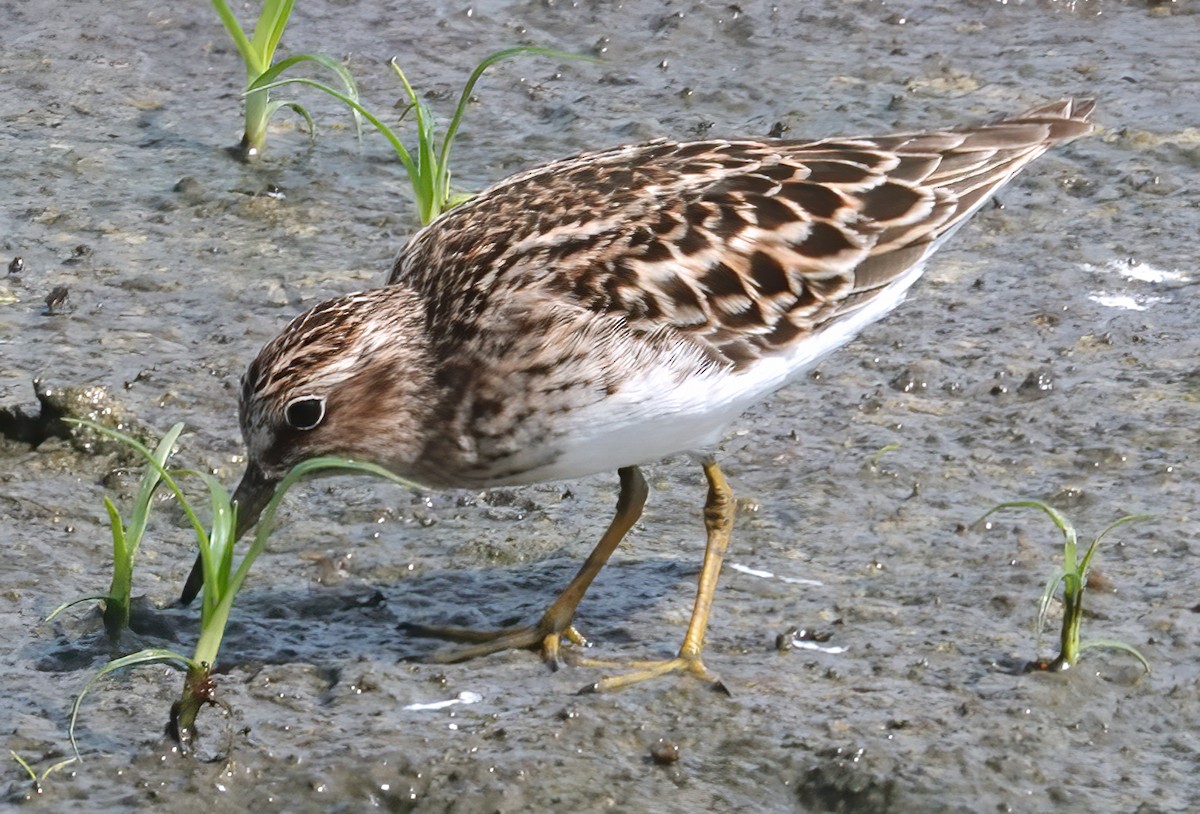 Least Sandpiper - ML635377599
