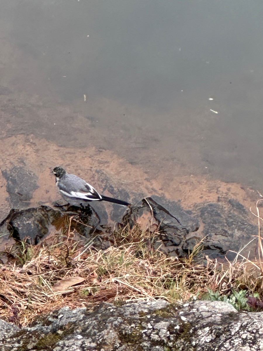 White Wagtail - ML635377605