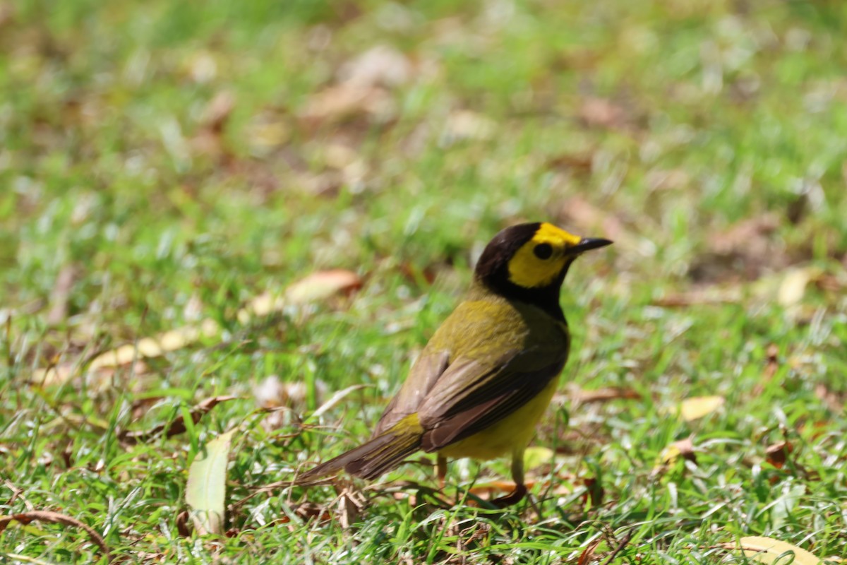 Hooded Warbler - ML635377627