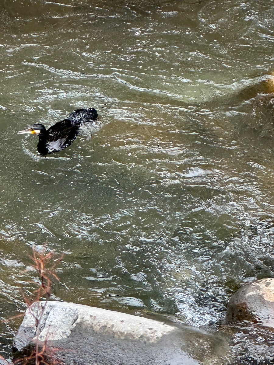 Great Cormorant - ML635377628