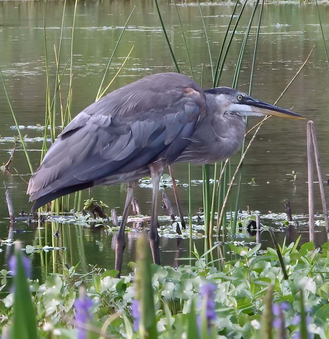 Great Blue Heron - ML635377645