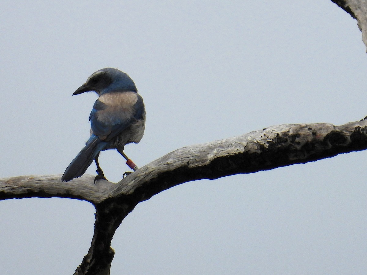 Florida Scrub-Jay - ML635377669