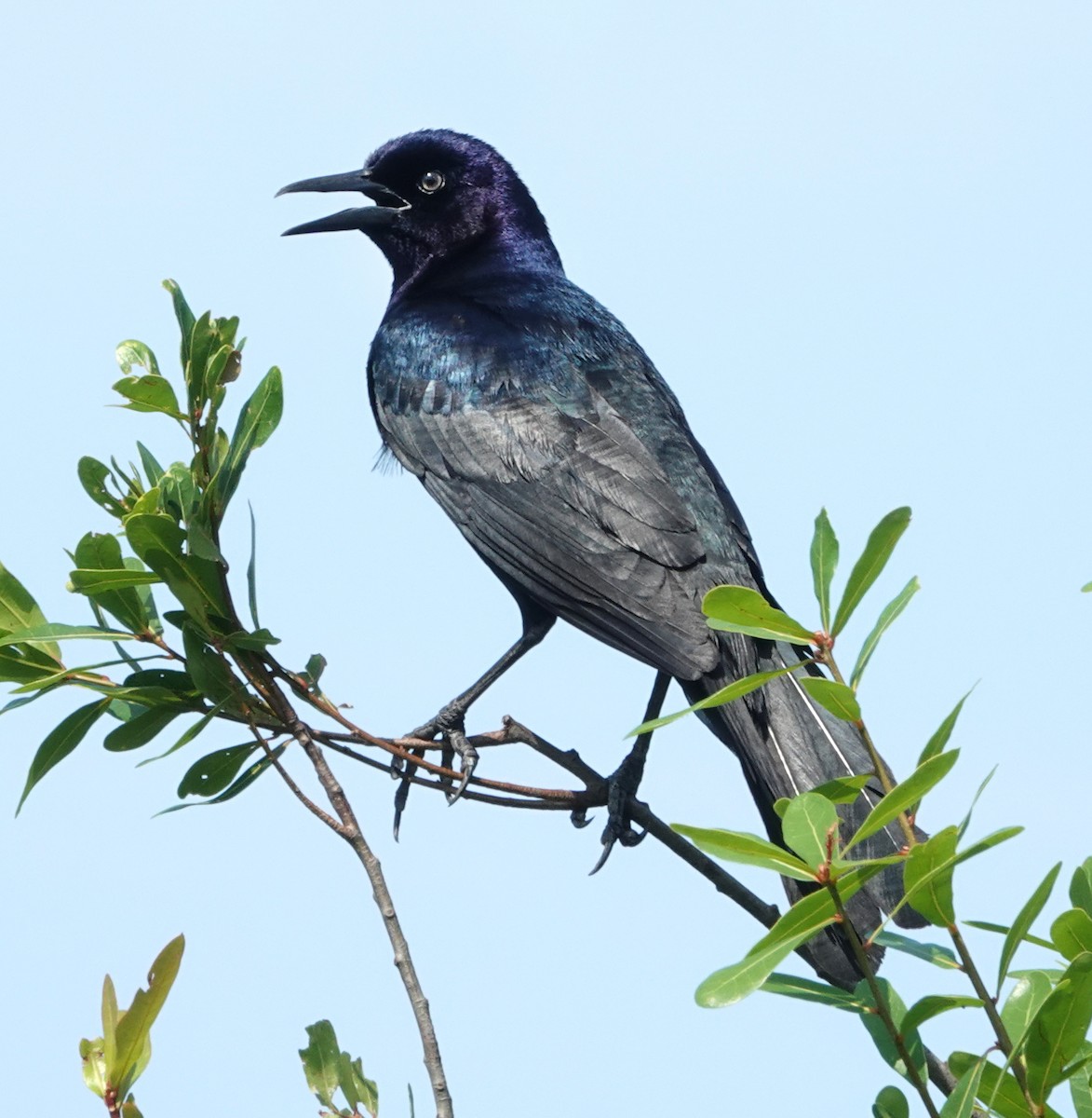 Boat-tailed Grackle - ML635377681