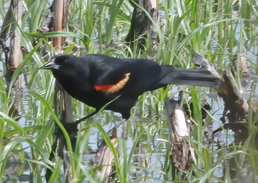 Red-winged Blackbird - ML635377694