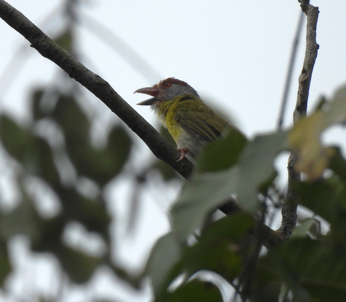 Rufous-browed Peppershrike - ML635377697