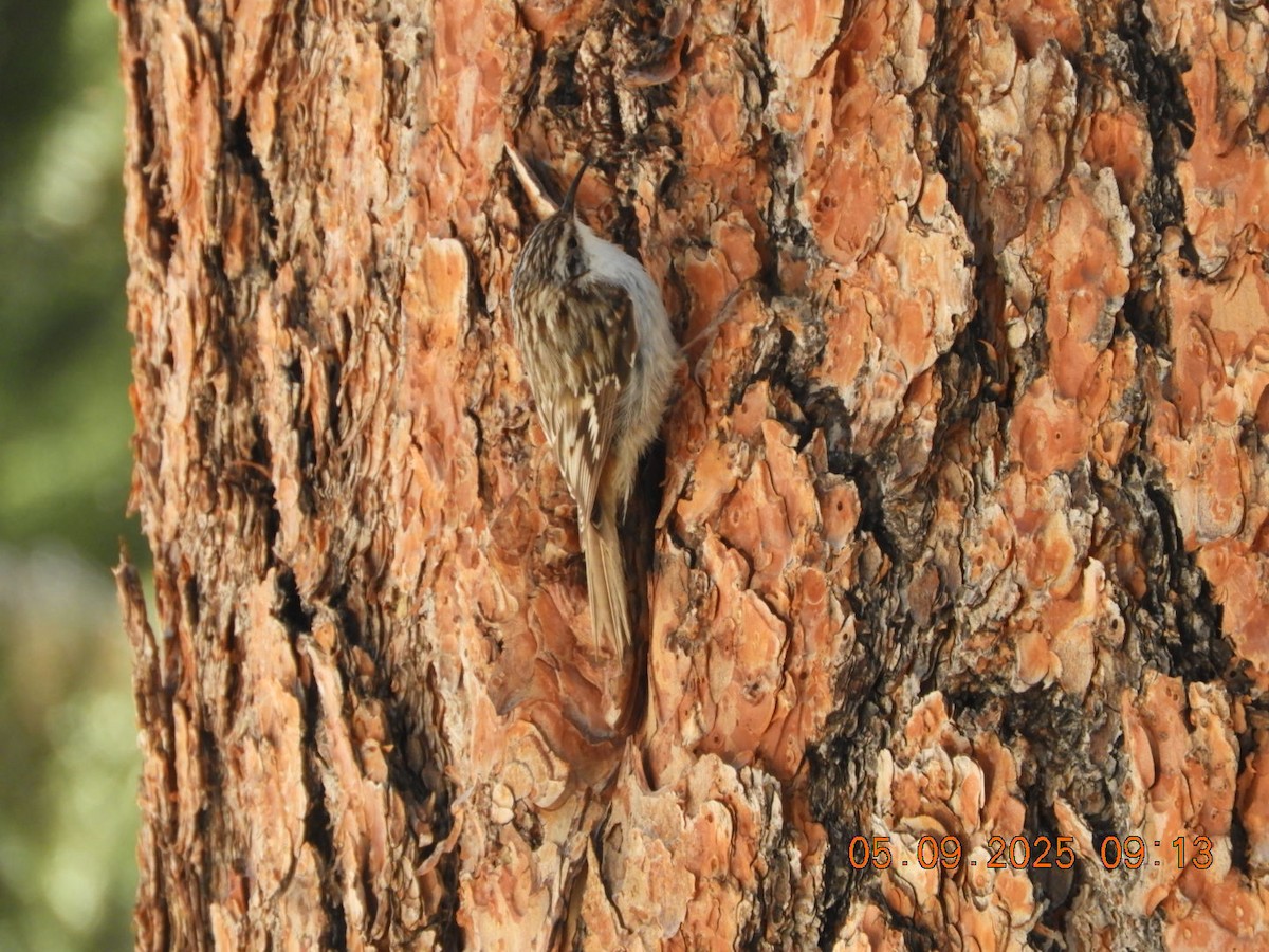 Brown Creeper - ML635377725