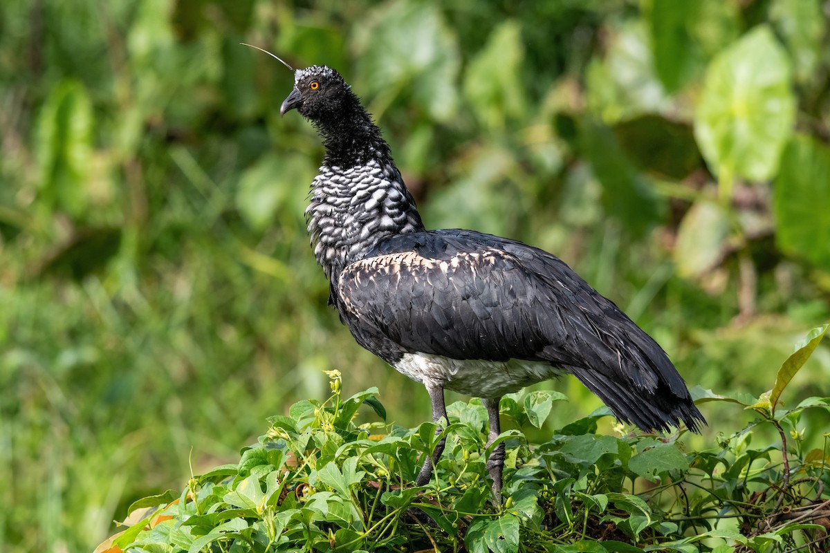 Horned Screamer - ML635377739