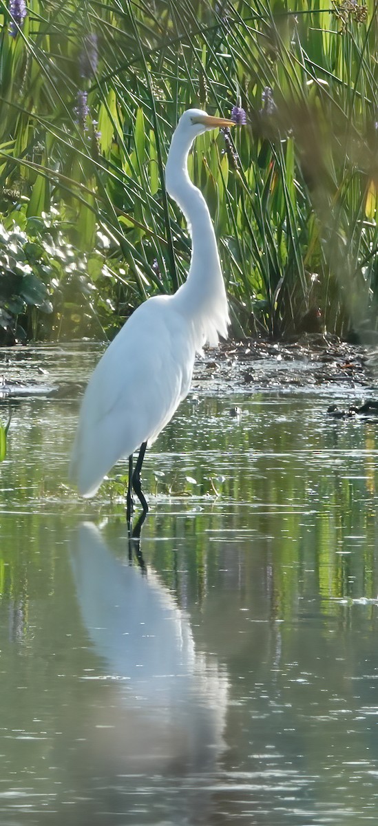 Great Egret - ML635377745
