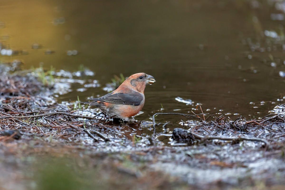 Parrot Crossbill - ML635377772