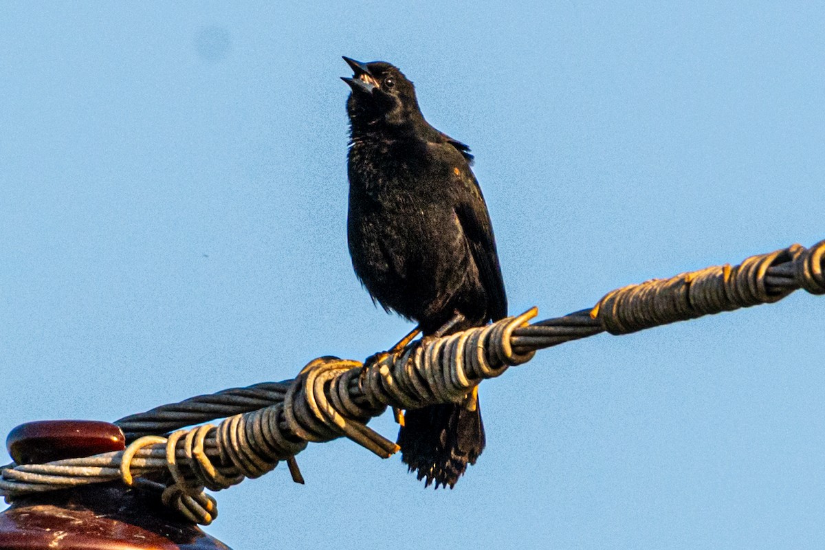 Red-shouldered Blackbird - ML635377891
