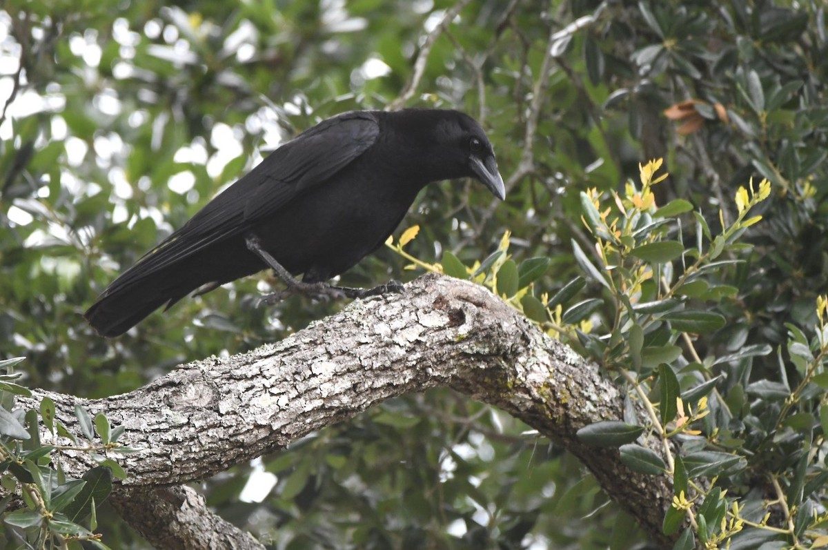 American Crow - ML635377906