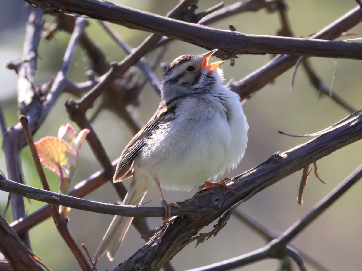 Clay-colored Sparrow - Nathan Stimson