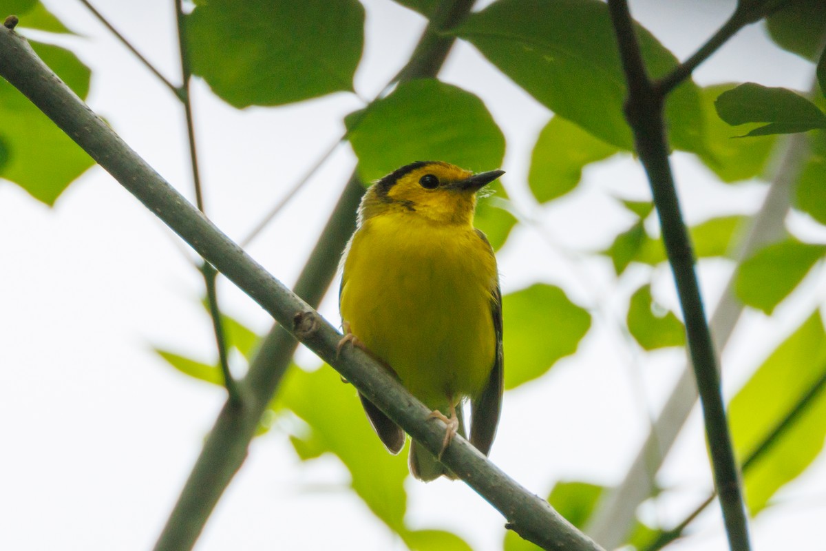 Hooded Warbler - ML635377921