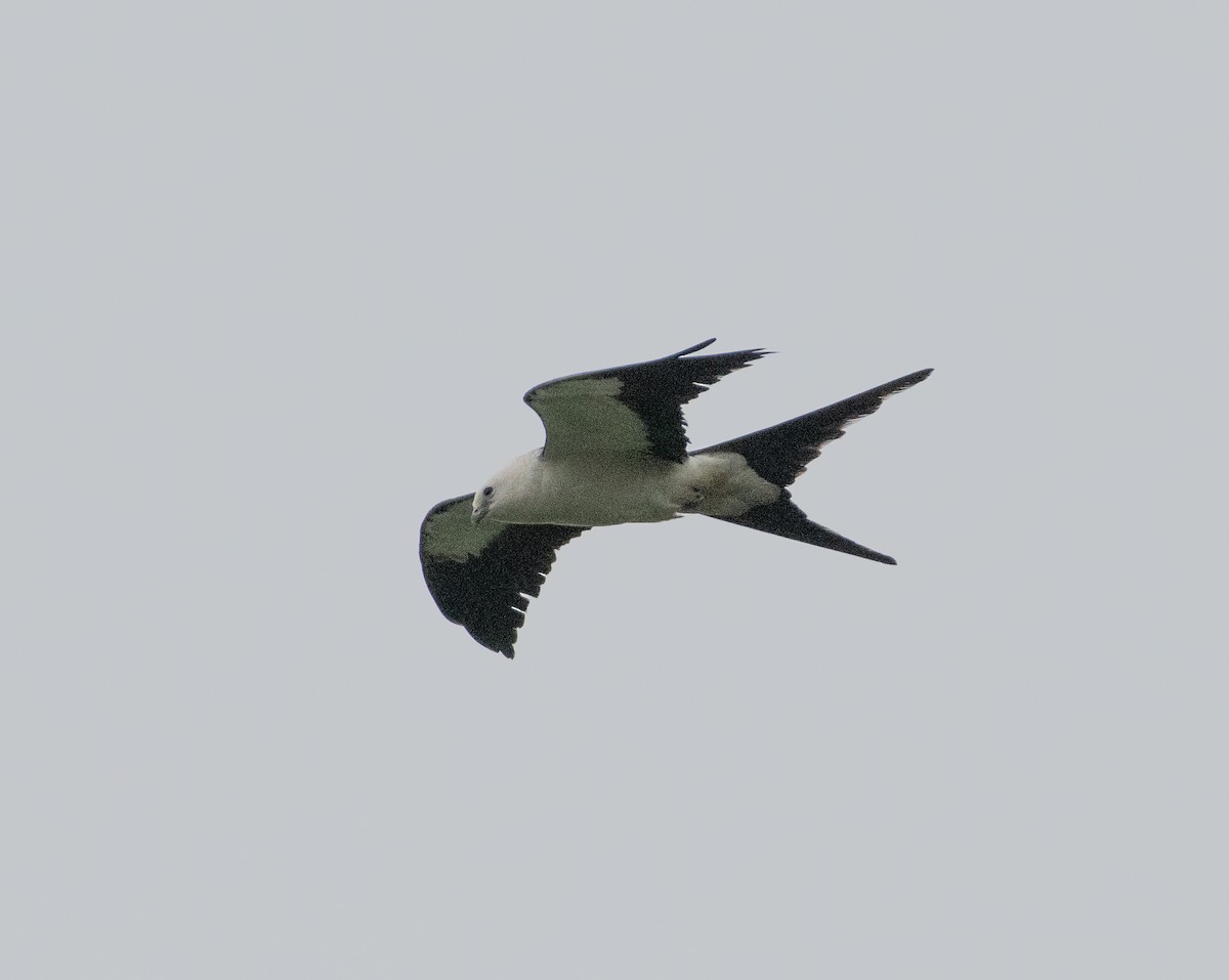 Вилохвостый коршун - ML635377931