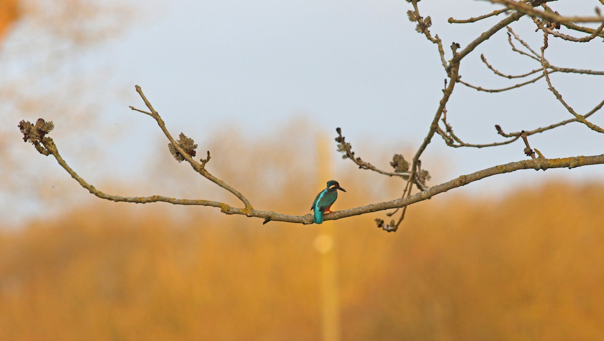Зимородок - ML635377941