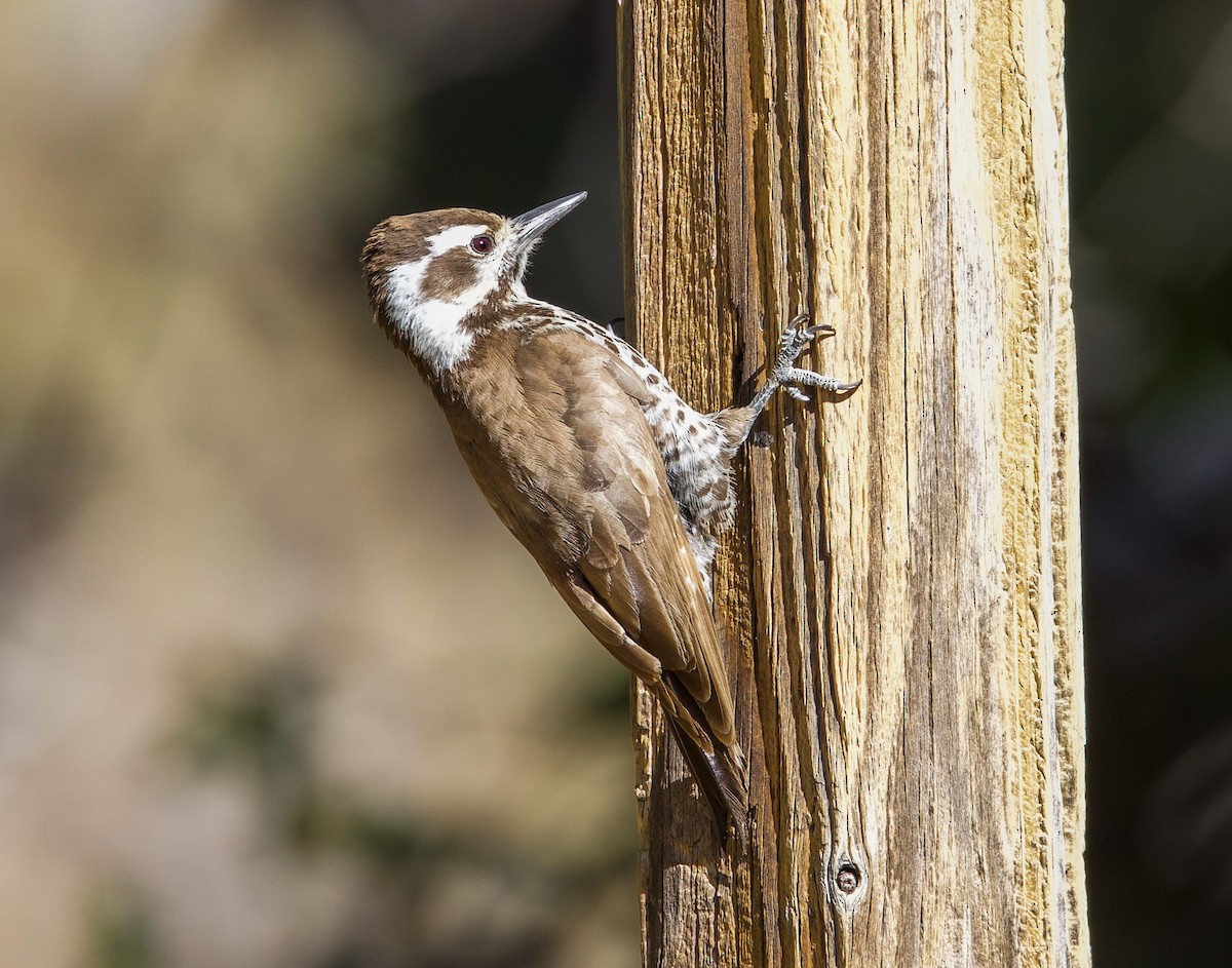 Arizona Woodpecker - ML635377981