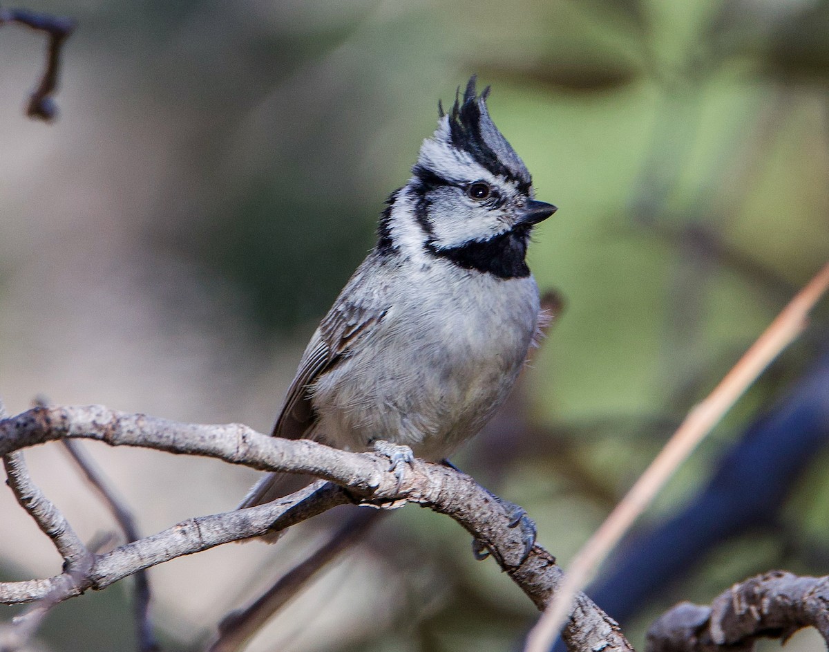 Bridled Titmouse - ML635377990