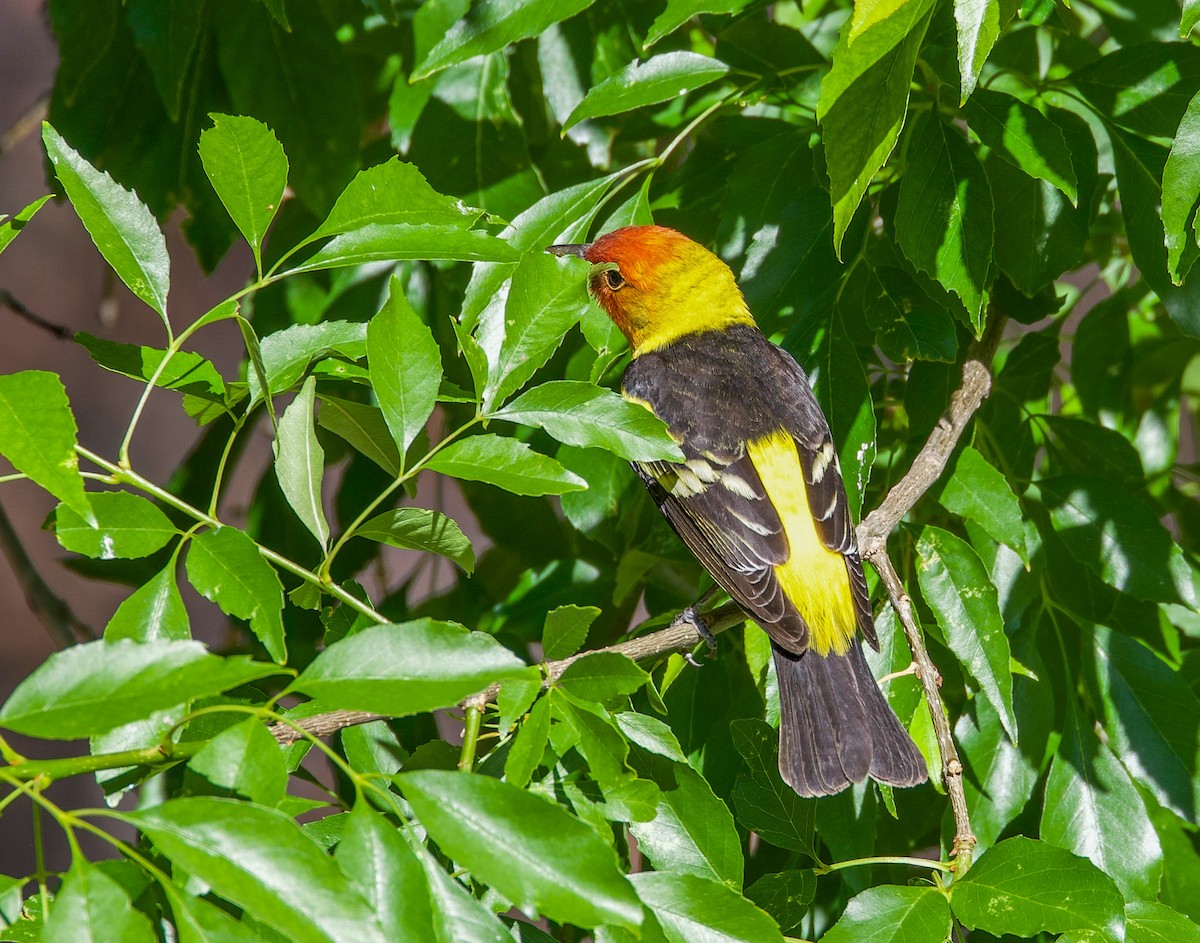 Western Tanager - ML635377999