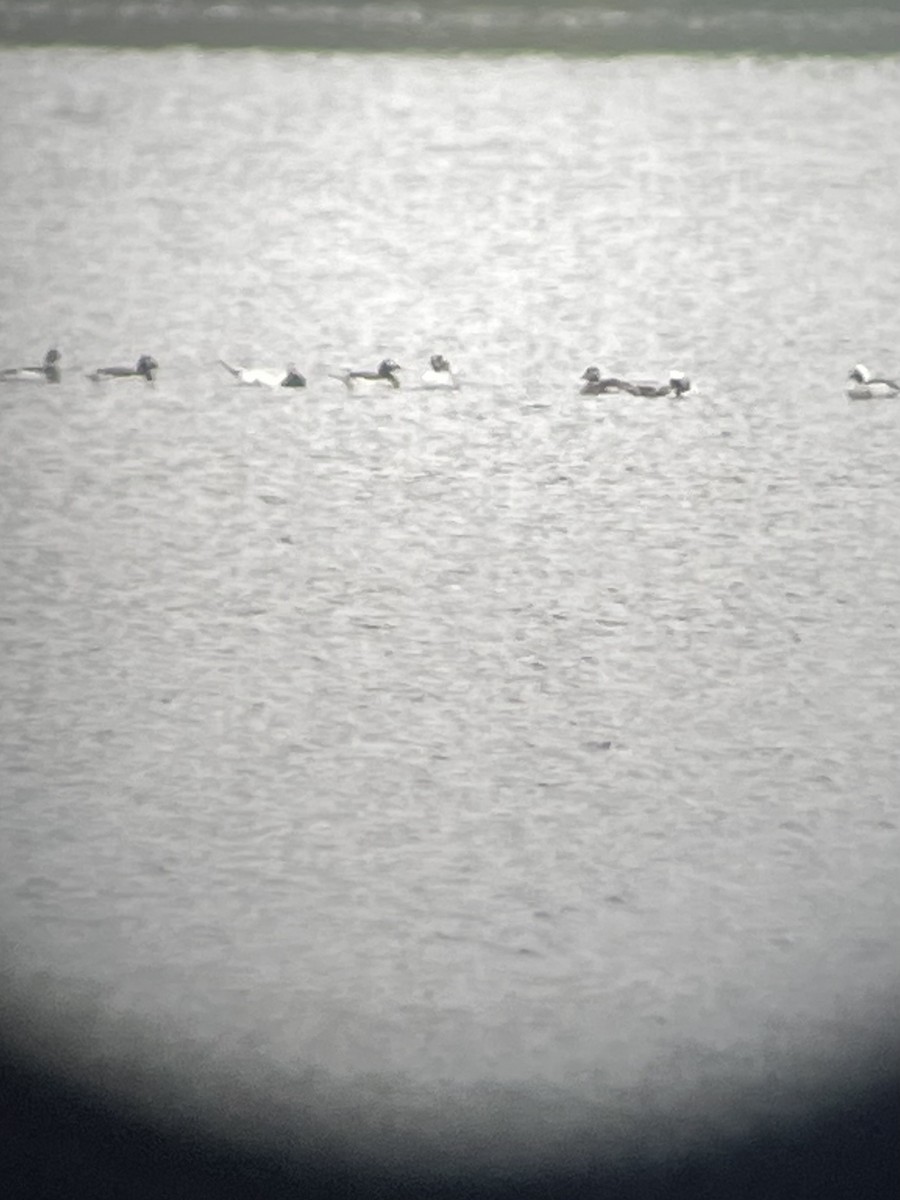 Long-tailed Duck - ML635378060