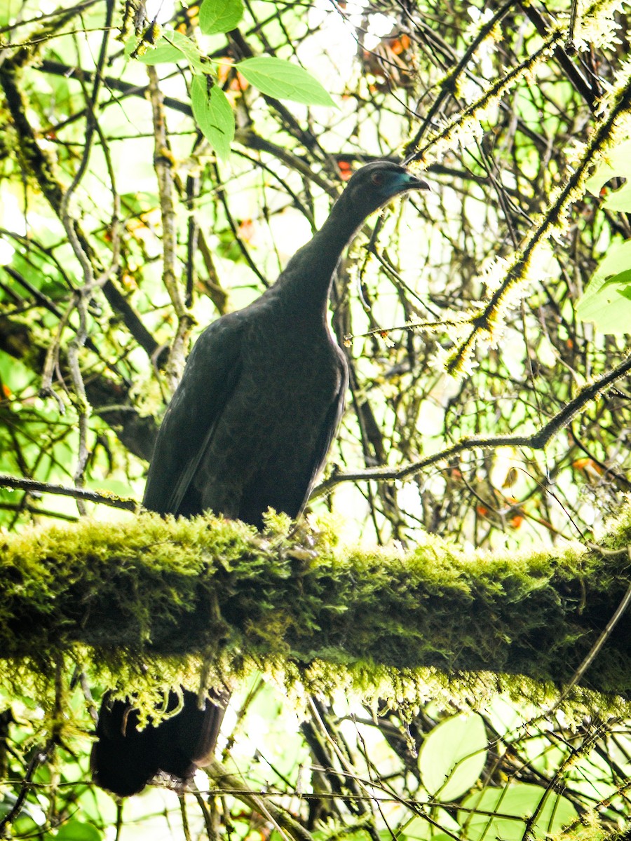 Black Guan - ML635378113