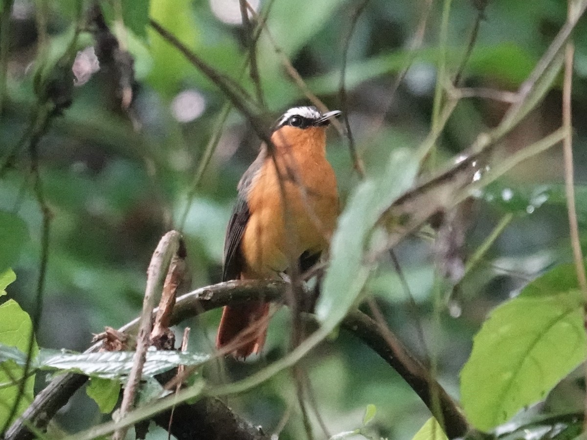 Gray-winged Robin-Chat - ML635378115