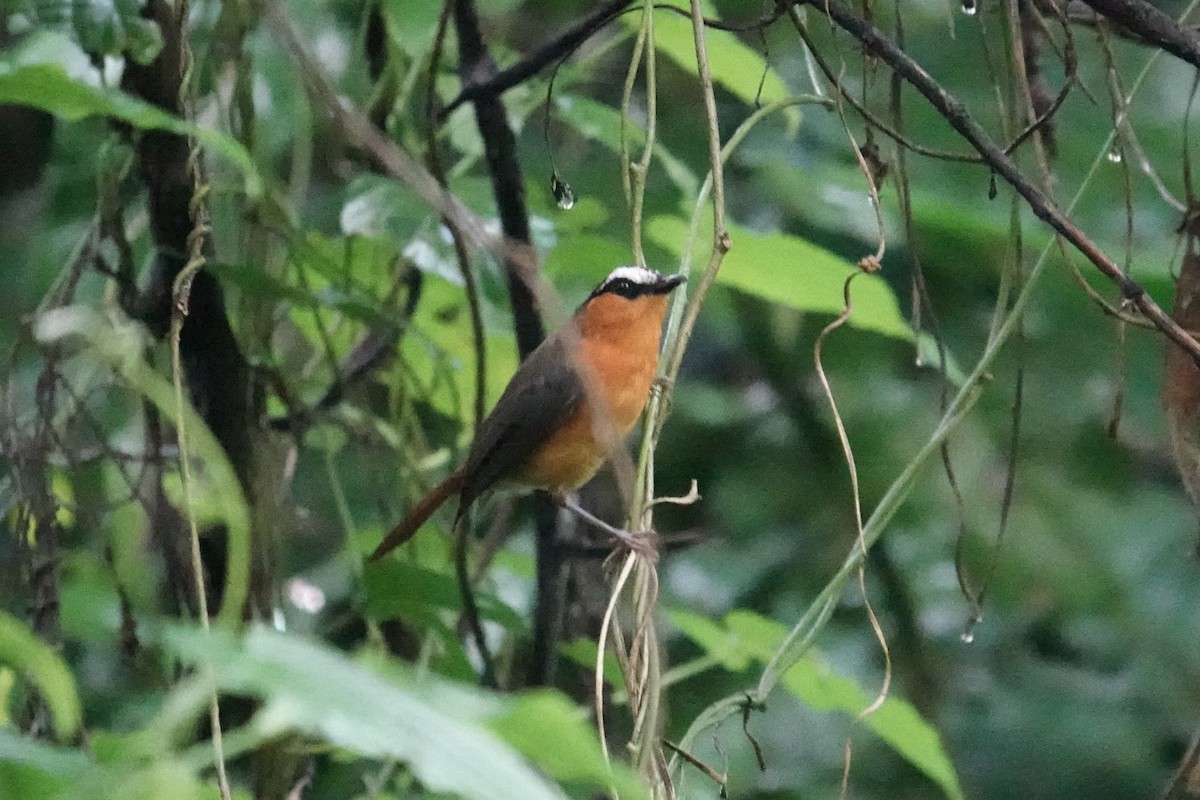 Gray-winged Robin-Chat - ML635378120