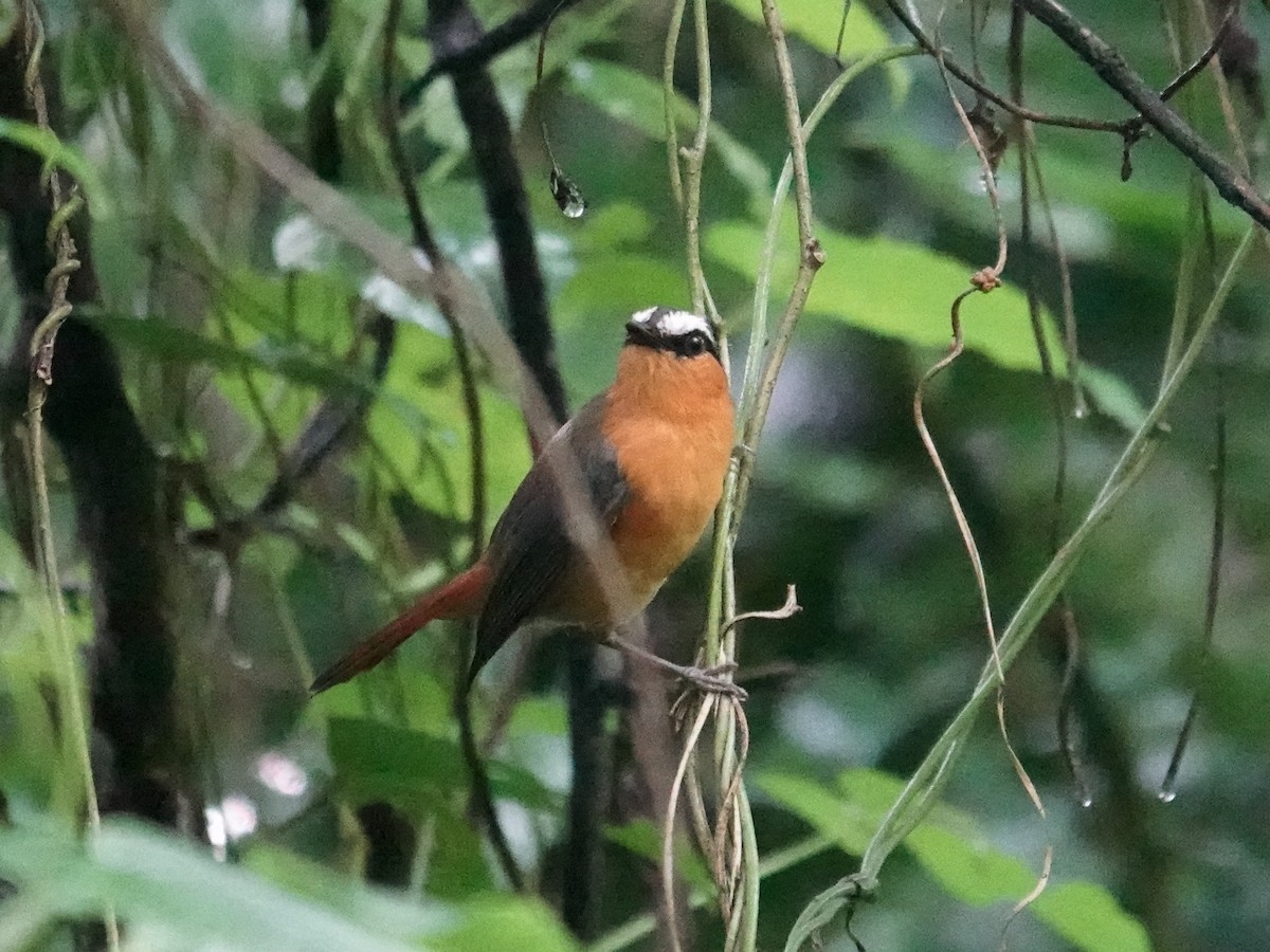 Gray-winged Robin-Chat - ML635378121