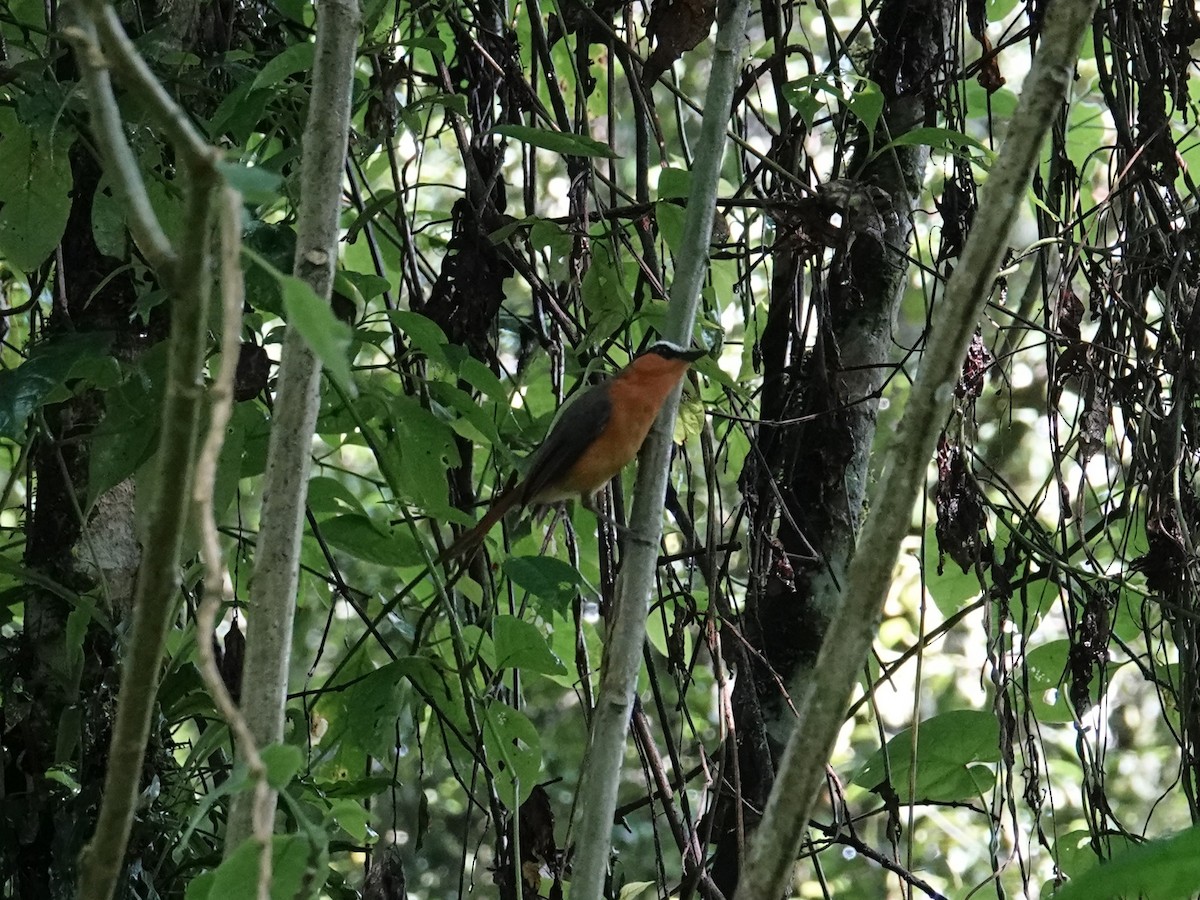 Gray-winged Robin-Chat - ML635378129