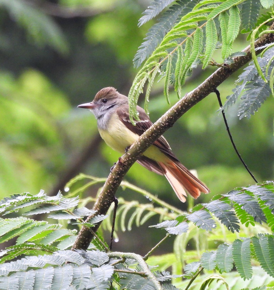 Great Crested Flycatcher - ML635378200