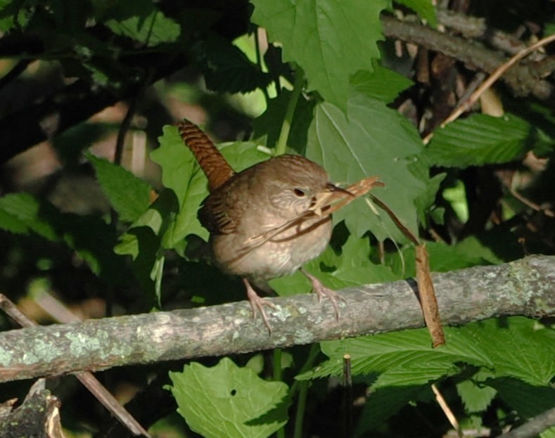 Northern House Wren - ML635378245