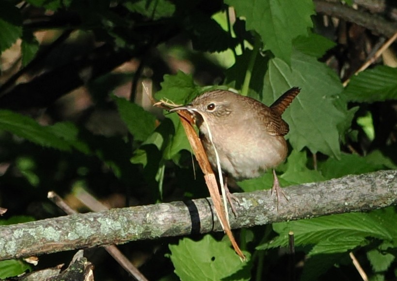 Northern House Wren - ML635378267