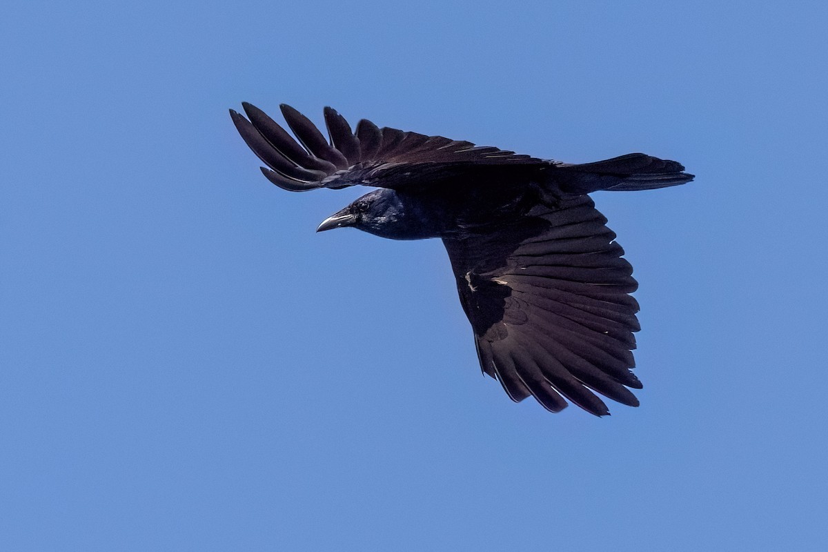 Fish Crow - ML635378328