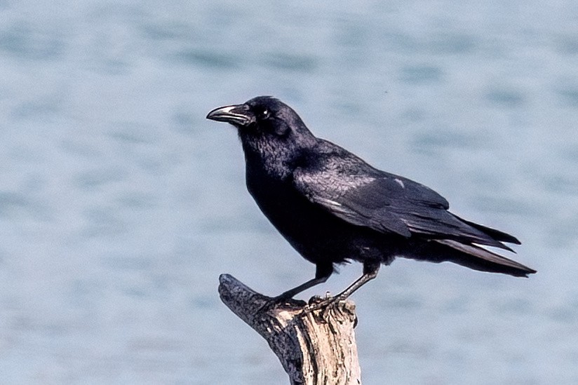 Fish Crow - ML635378351