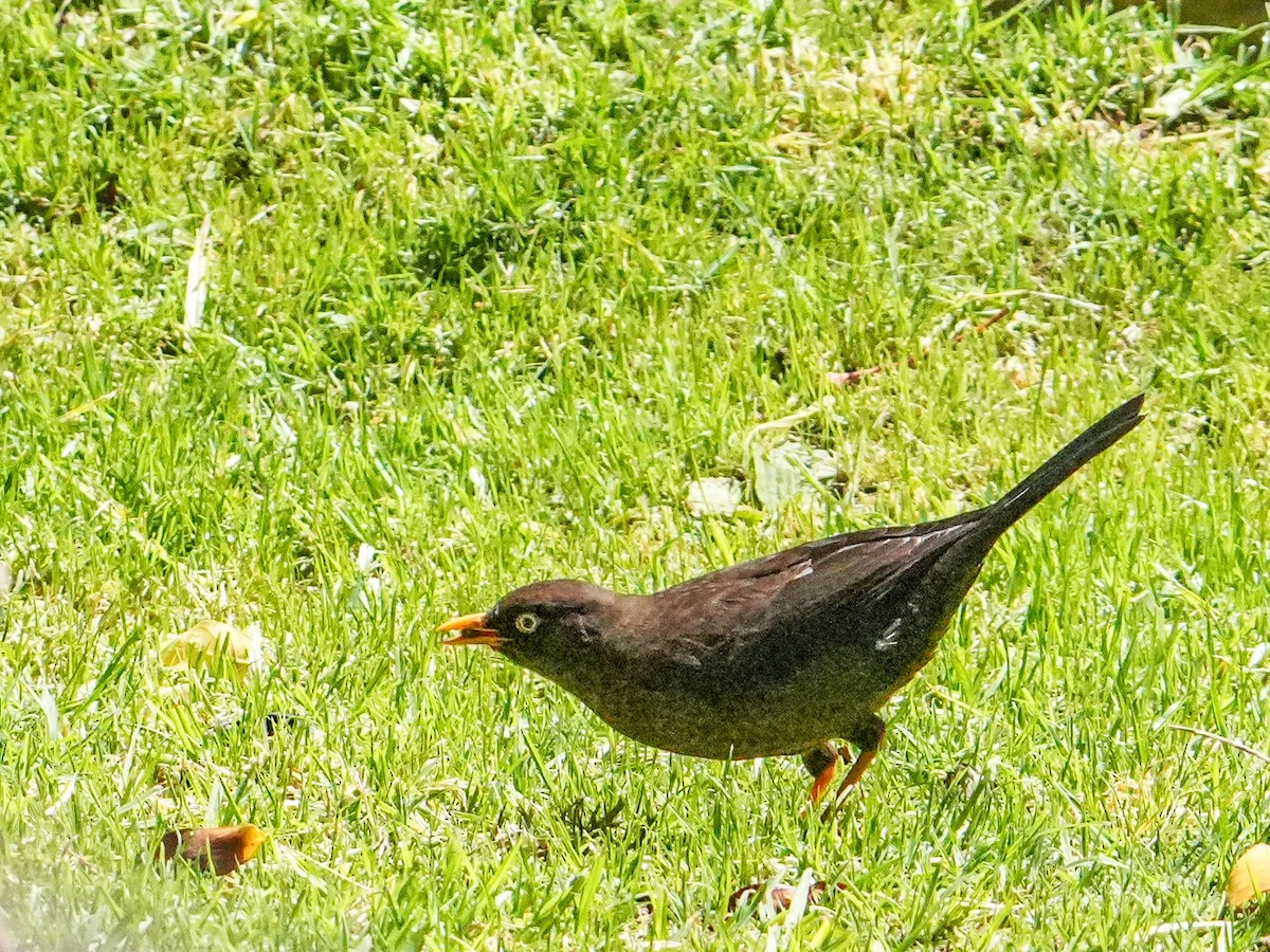 Sooty Thrush - ML635378416
